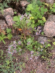 Symphyotrichum puniceum
