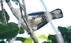 Ducula spilorrhoa