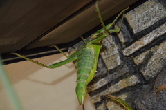 Heteropteryx dilatata