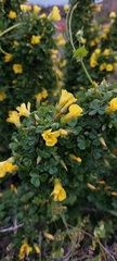 Oxalis