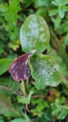 Erysiphe trifoliorum