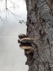 Fomitopsis schrenkii