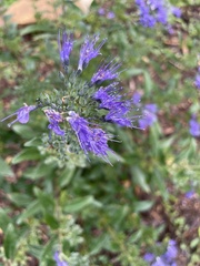 Caryopteris