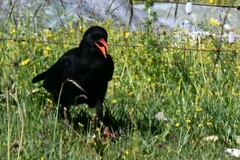 Pyrrhocorax pyrrhocorax