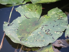 Galerucella nymphaeae