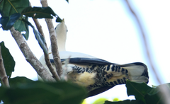 Ducula spilorrhoa