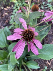 Echinacea