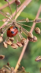Coccinella quinquepunctata