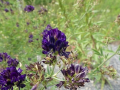 Medicago sativa