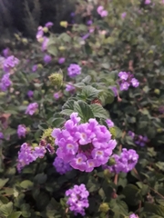 Lantana montevidensis