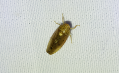 Ponana quadralaba