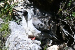 Columba leuconota