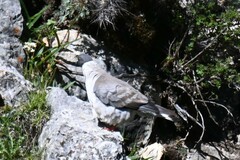 Columba leuconota