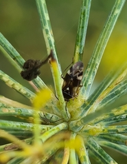 Orthops