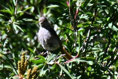 Phoenicurus ochruros