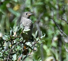Phoenicurus ochruros