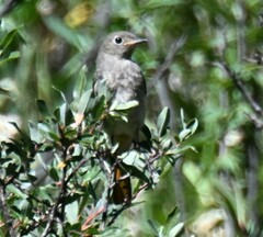 Phoenicurus ochruros