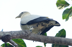Ducula spilorrhoa
