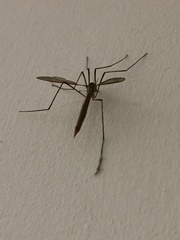Tipula paludosa