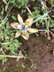 Moraea vegeta