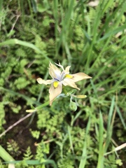 Moraea vegeta