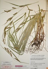 Carex davisii