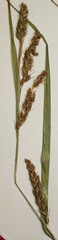 Carex davisii