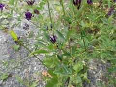 Medicago sativa