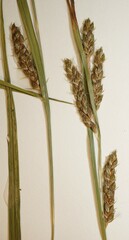Carex davisii