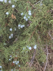 Juniperus osteosperma