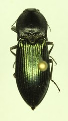 Selatosomus semimetallicus