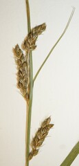 Carex davisii