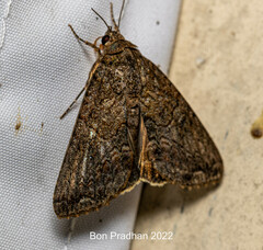 Odontodes