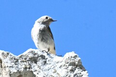 Phoenicurus ochruros