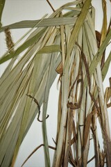 Carex davisii