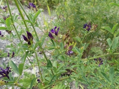 Medicago sativa