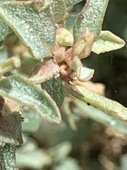 Atriplex semibaccata