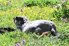 Marmota himalayana