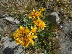 Jacobaea carniolica