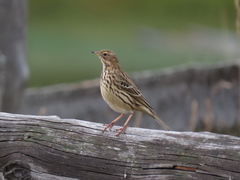 Anthus cervinus