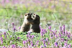 Marmota himalayana