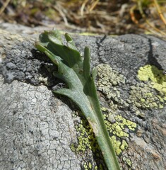 Jacobaea carniolica