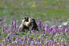 Marmota himalayana