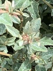 Atriplex semibaccata