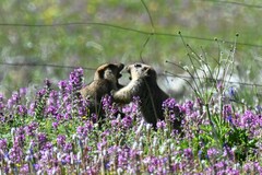 Marmota himalayana