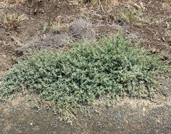 Atriplex semibaccata