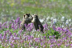 Marmota himalayana
