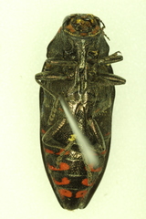 Buprestis