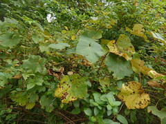 Vitis labrusca