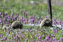 Marmota himalayana